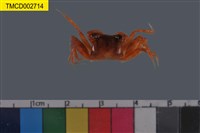 藏品(斯氏沙蟹)的圖片